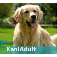 Quicker Kani Adult Beef с говядиной 10 кг Image #2