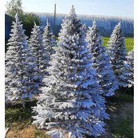 Maxy Poland Наоми Заснеженная с литыми ветками 1.8 м Image #2