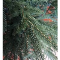 Maxy Poland Exclusive Императорская литая 1.3 м Image #3