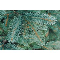 Бифорес Венера микс голубая ВНМГ 165 Image #11