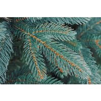 Бифорес Венера микс голубая ВНМГ 165 Image #10