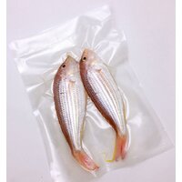 CASO GourmetVAC 180 Image #14