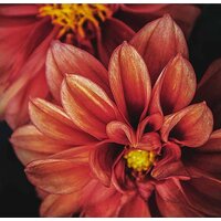 Stamprint Астра AR013 (50x50)