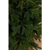 Ёлушка Литая Марьинская ЕМАР 17 (1.7м) Image #5