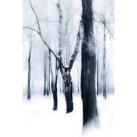 Stamprint Деревья SP034 (120x80)