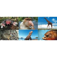 Нескучные игры Мемо - Удивительные животные Image #3