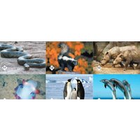 Нескучные игры Мемо - Удивительные животные Image #4