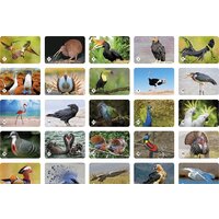 Нескучные игры Мемо. Пернатый мир 7952 Image #2