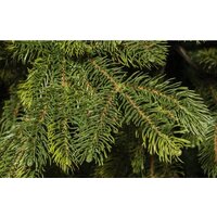 National Tree Company Таежная ТЖ-180 180 см Image #2