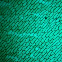 Микмед WiFi 2000Х 5.0 28972 Image #11