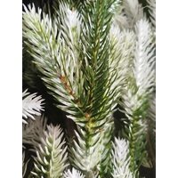 National Tree Company Форест ФОР/зл-бел-160 1.6 м Image #12