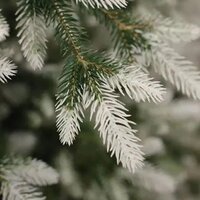 National Tree Company Форест ФОР/зл-бел-160 1.6 м Image #14